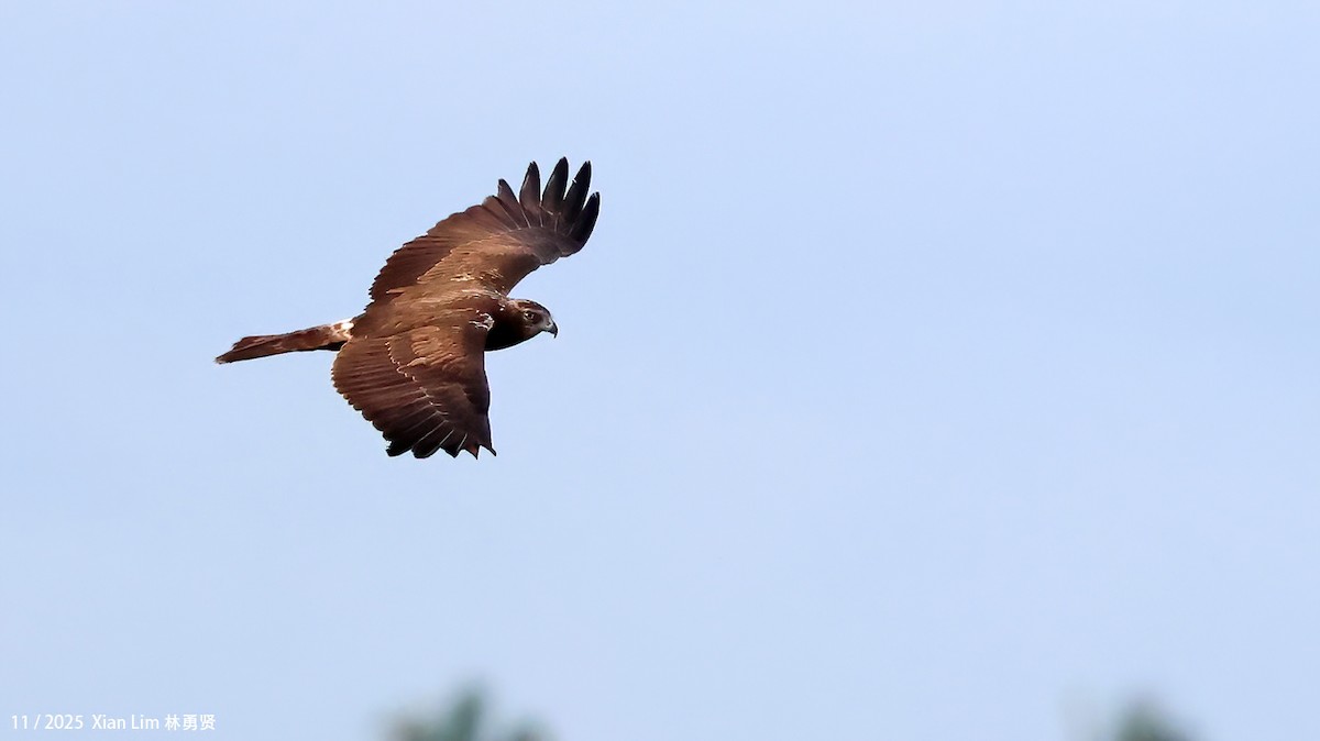 østsivhauk - ML645889905