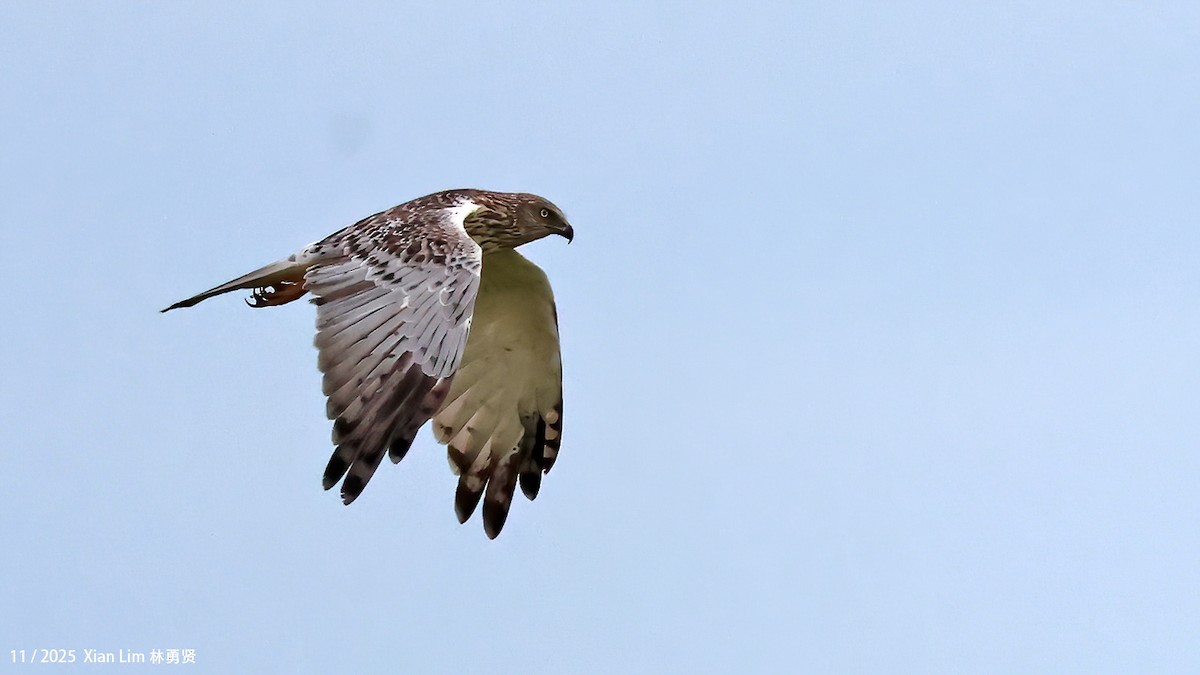 østsivhauk - ML645889907