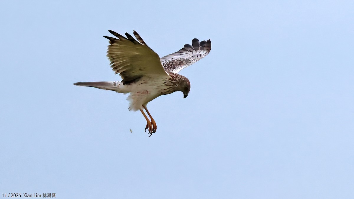 østsivhauk - ML645889908