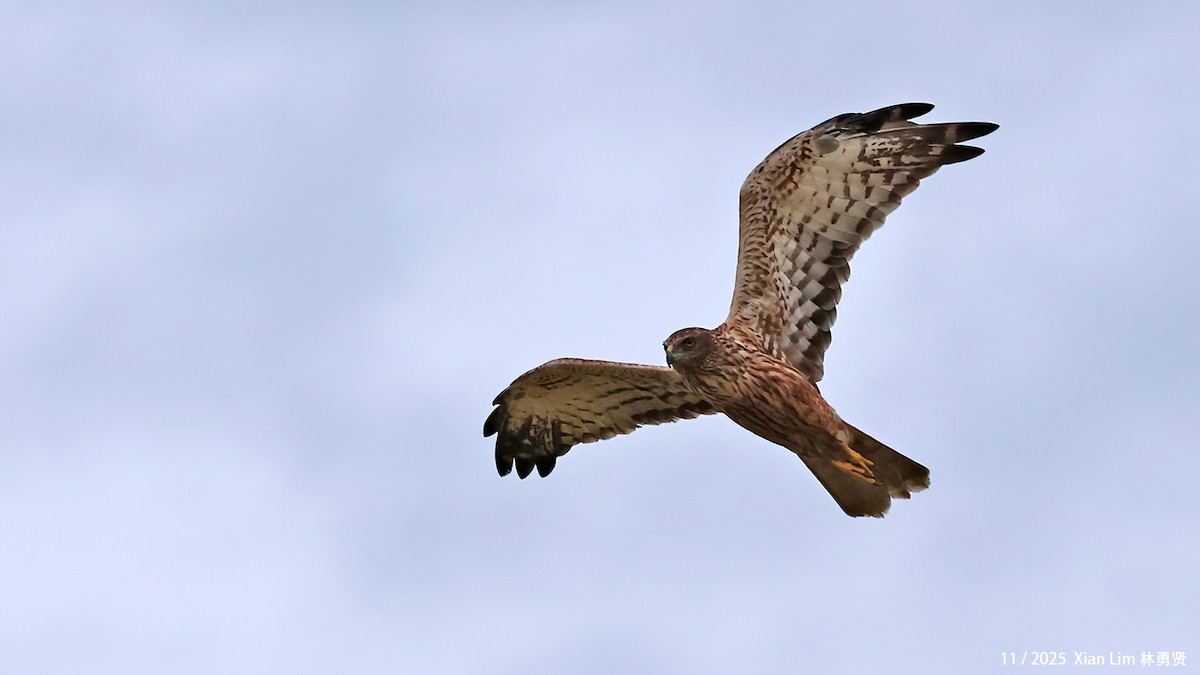 østsivhauk - ML645889910