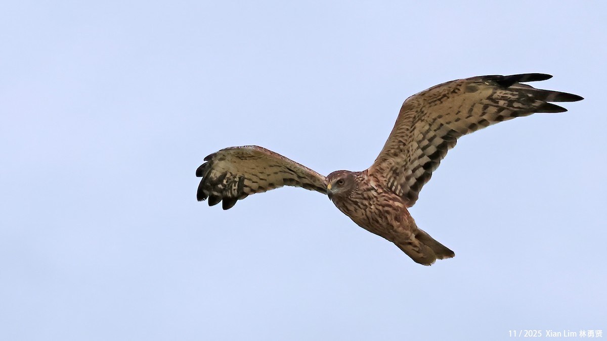 østsivhauk - ML645889911