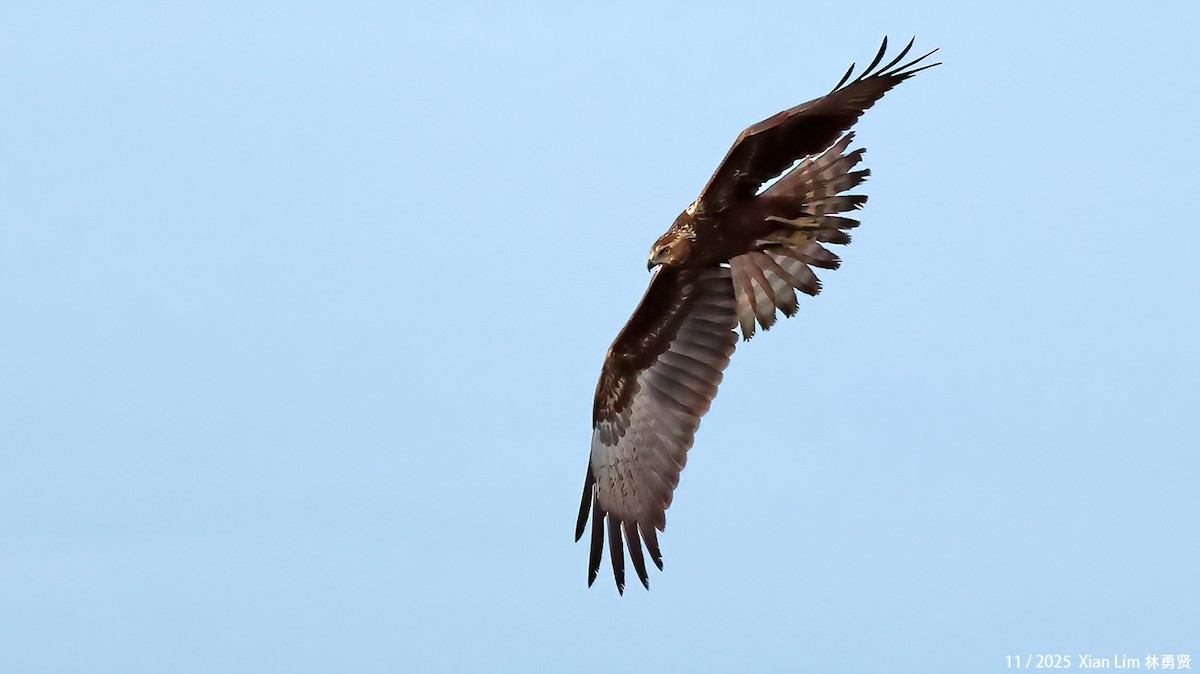 østsivhauk - ML645889912