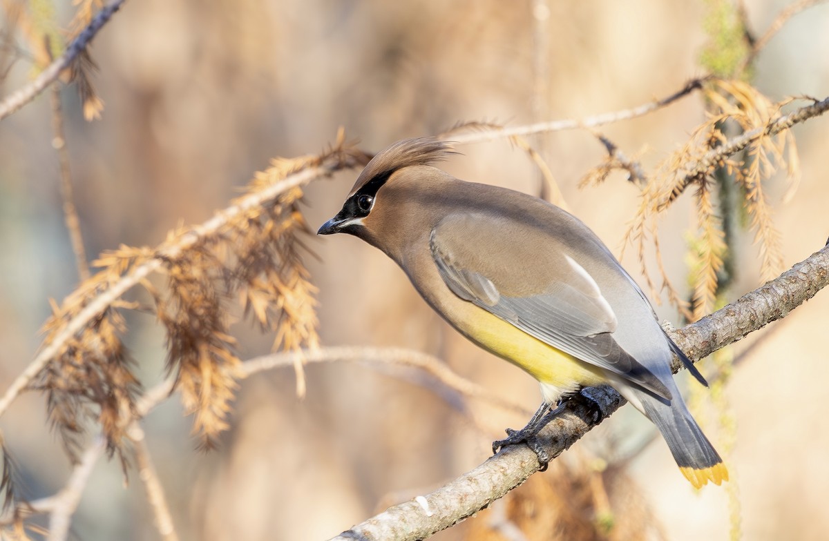 ヒメレンジャク - ML645889915