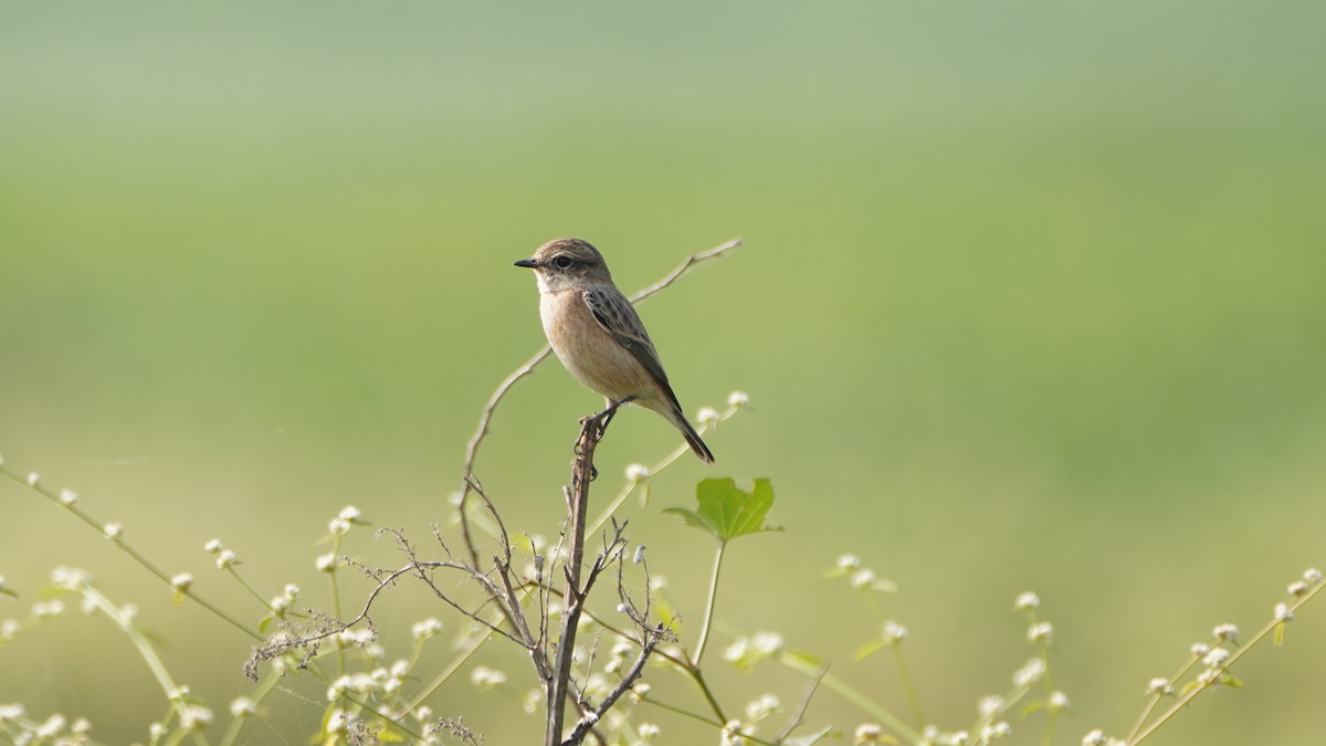 bramborníček sibiřský - ML645889927