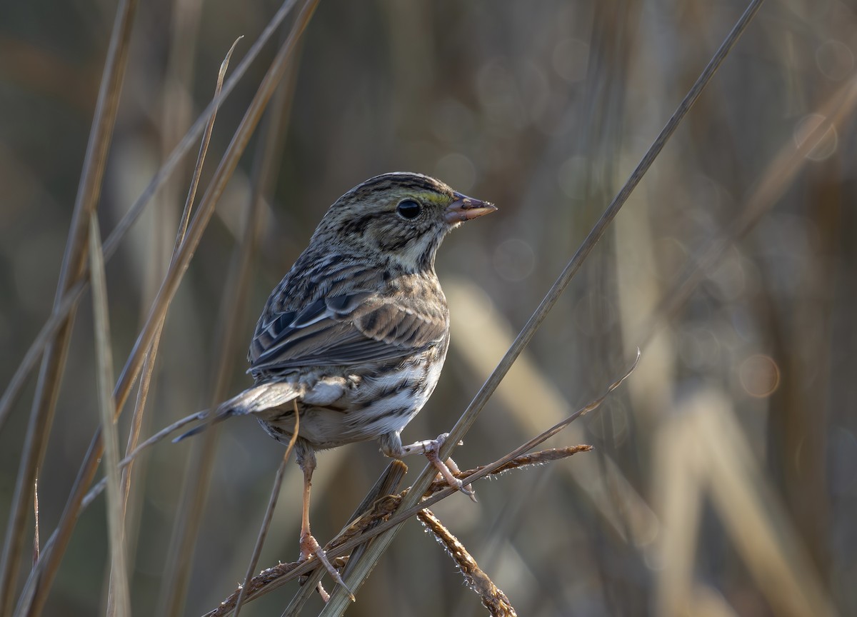 Grasammer - ML645889929