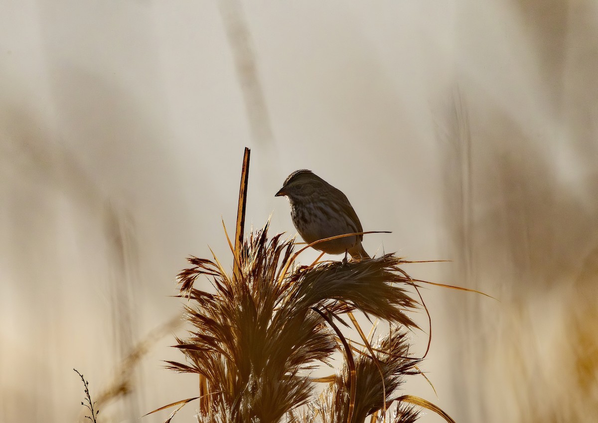 Grasammer - ML645889931