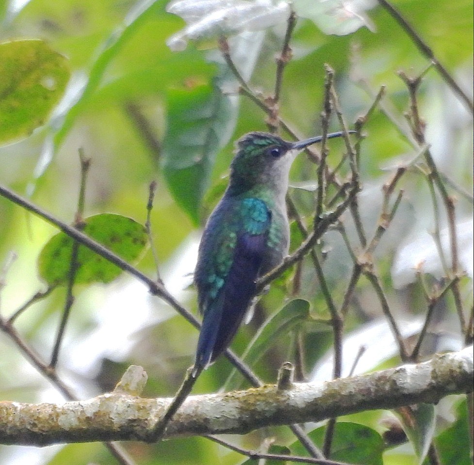 Crowned Woodnymph - ML645889932