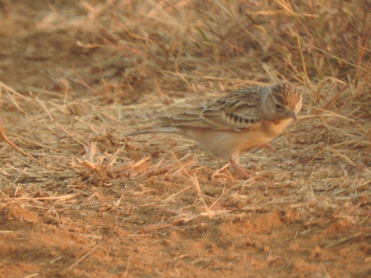 Terrera Oriental - ML645889933