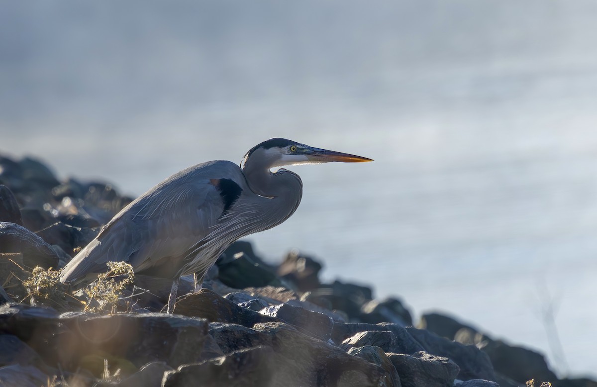 Kanadareiher - ML645889936