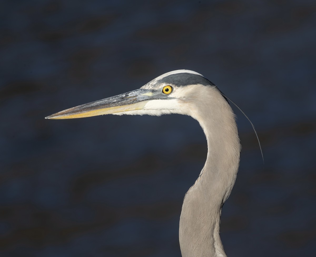 Kanadareiher - ML645889937