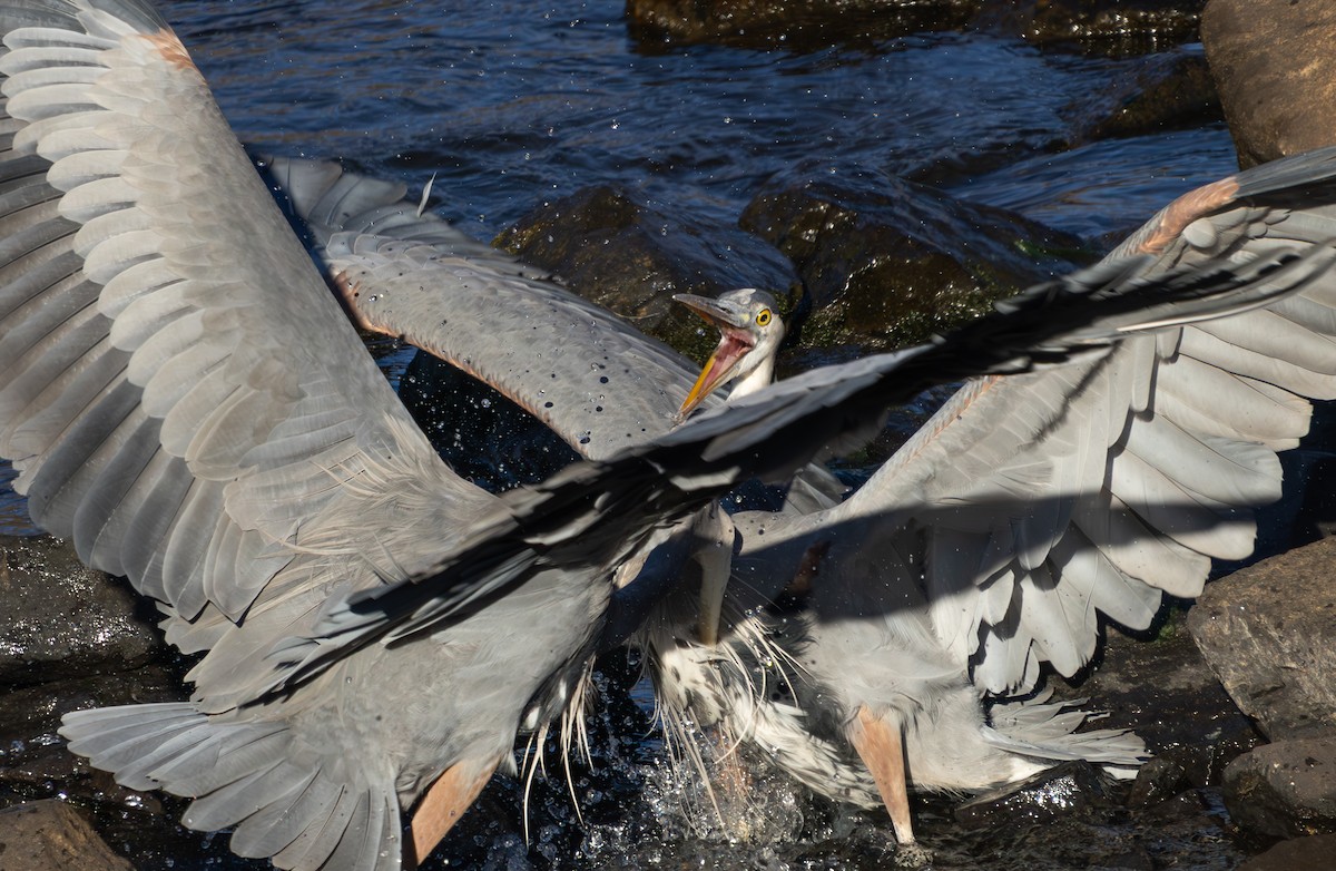 Kanadareiher - ML645889938