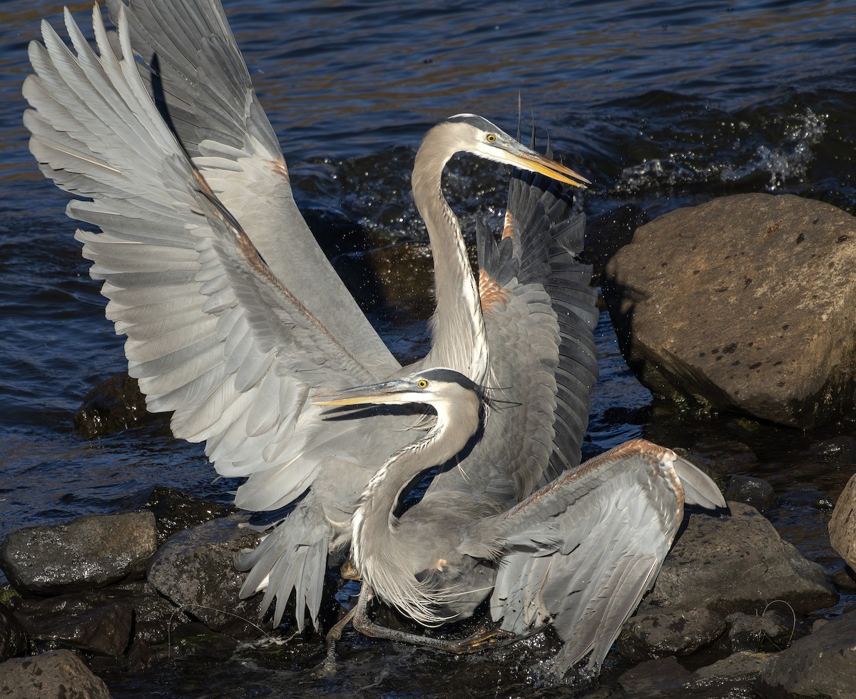 Kanadareiher - ML645889939