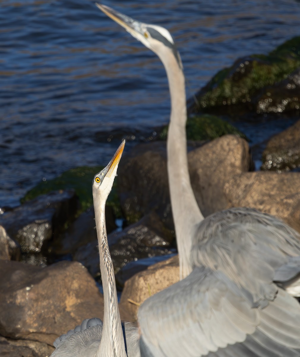 Kanadareiher - ML645889940