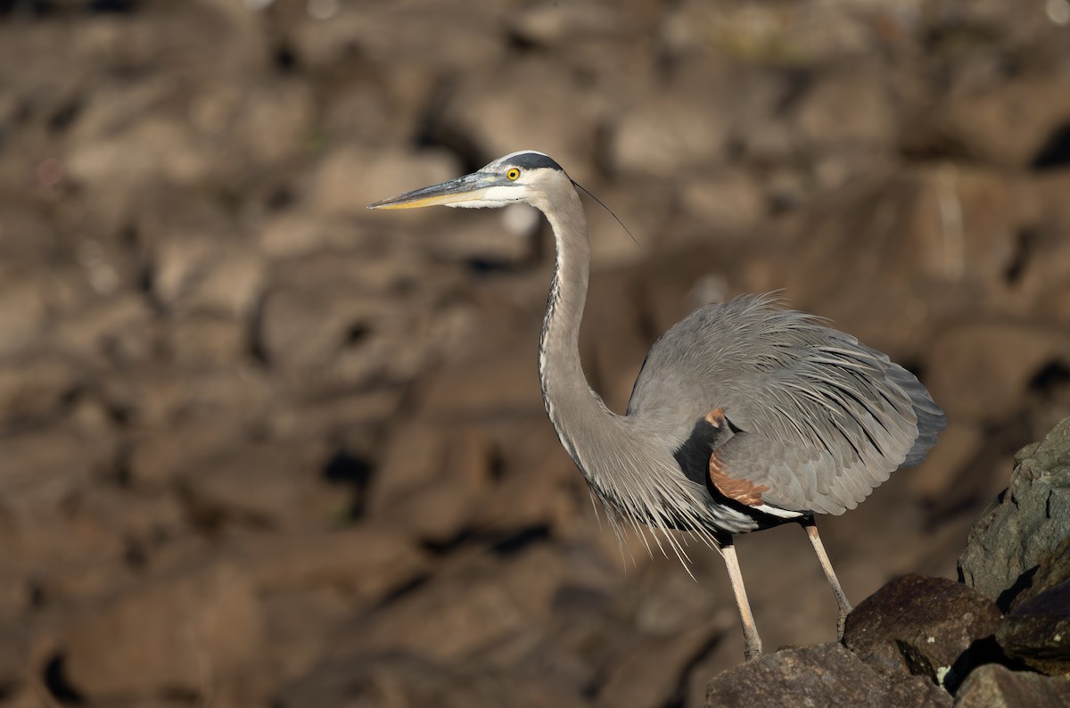 Kanadareiher - ML645889941