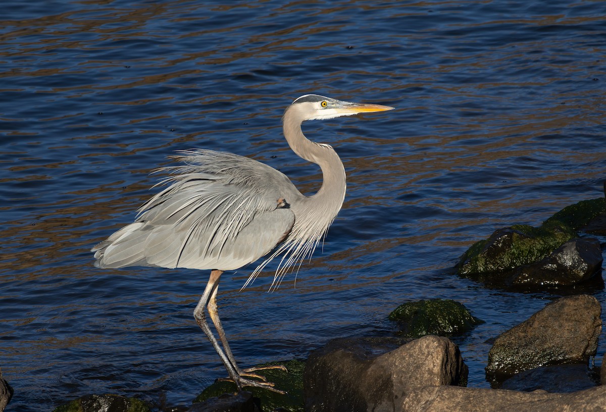 Kanadareiher - ML645889942