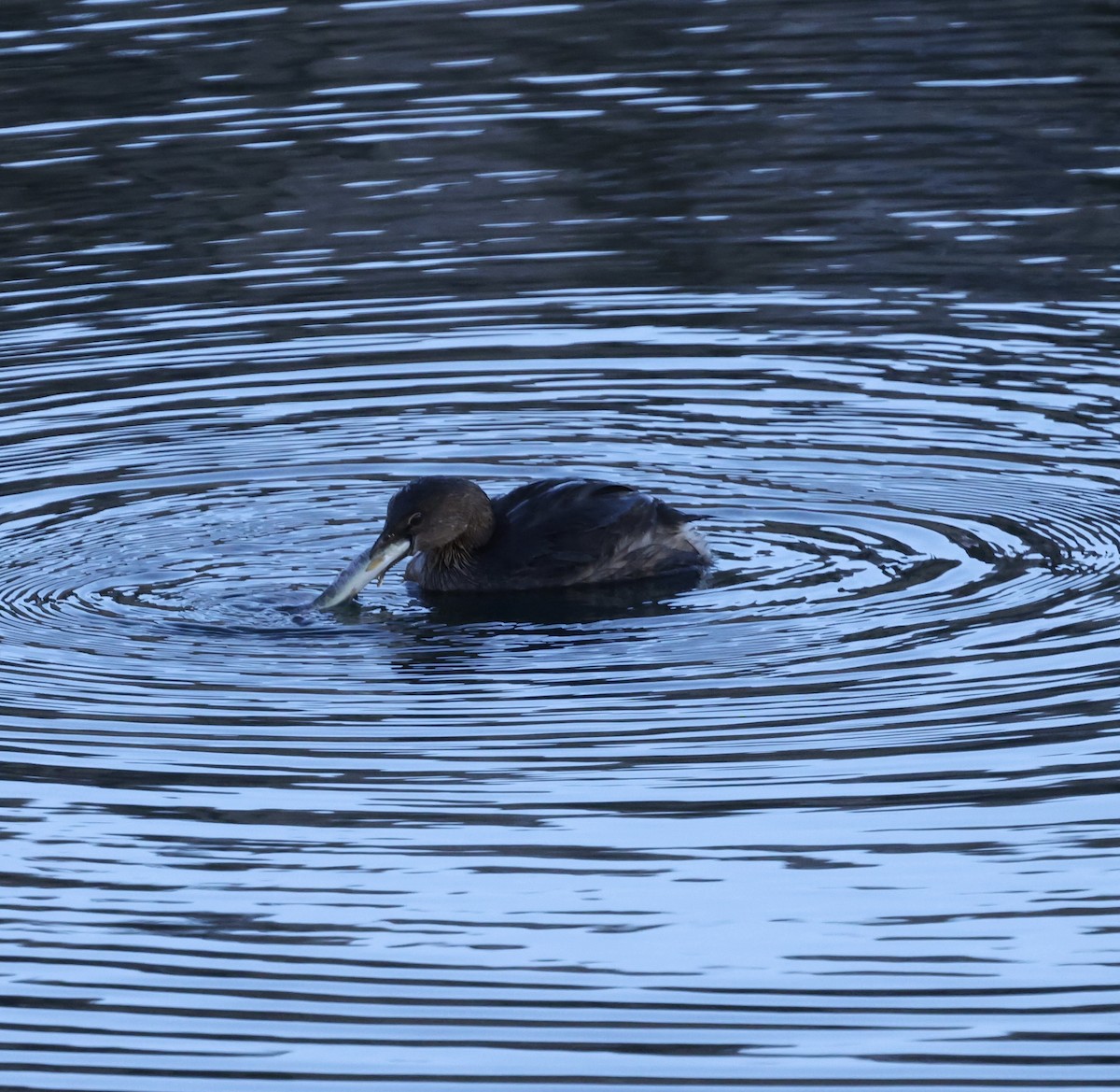 Pied-billed Grebe - ML645889943