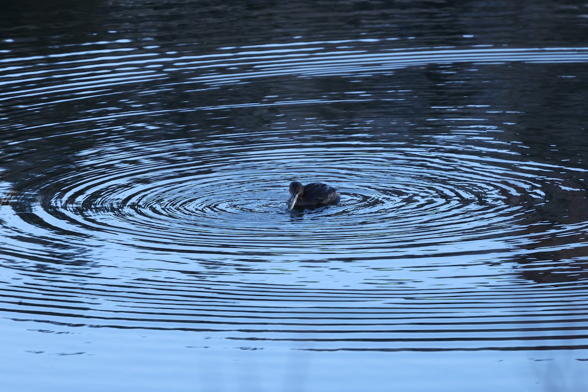 Pied-billed Grebe - ML645889944