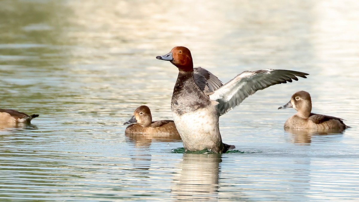 polák americký - ML645889945