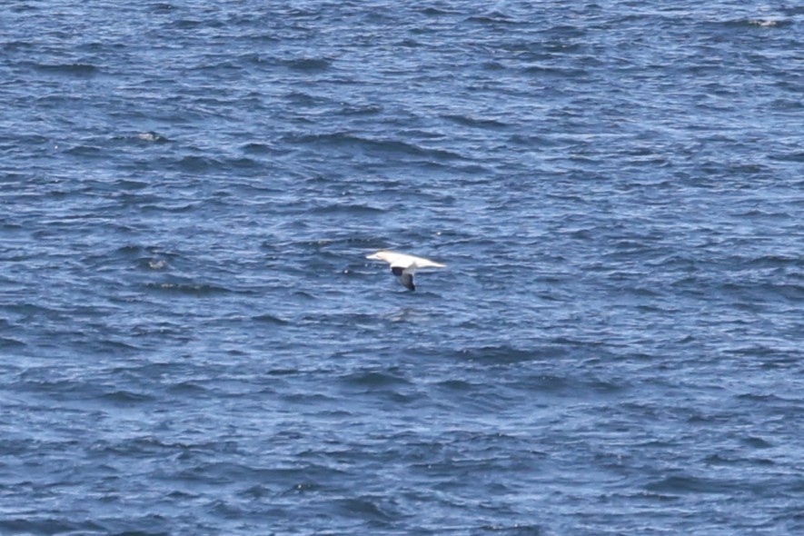 Northern Gannet - ML645889950