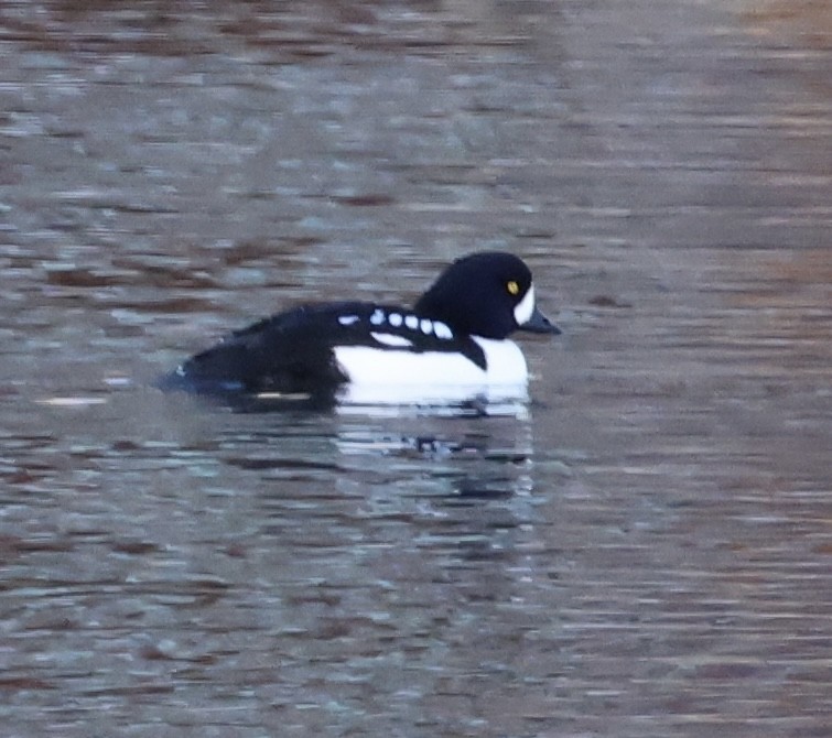 Barrow's Goldeneye - ML645889967