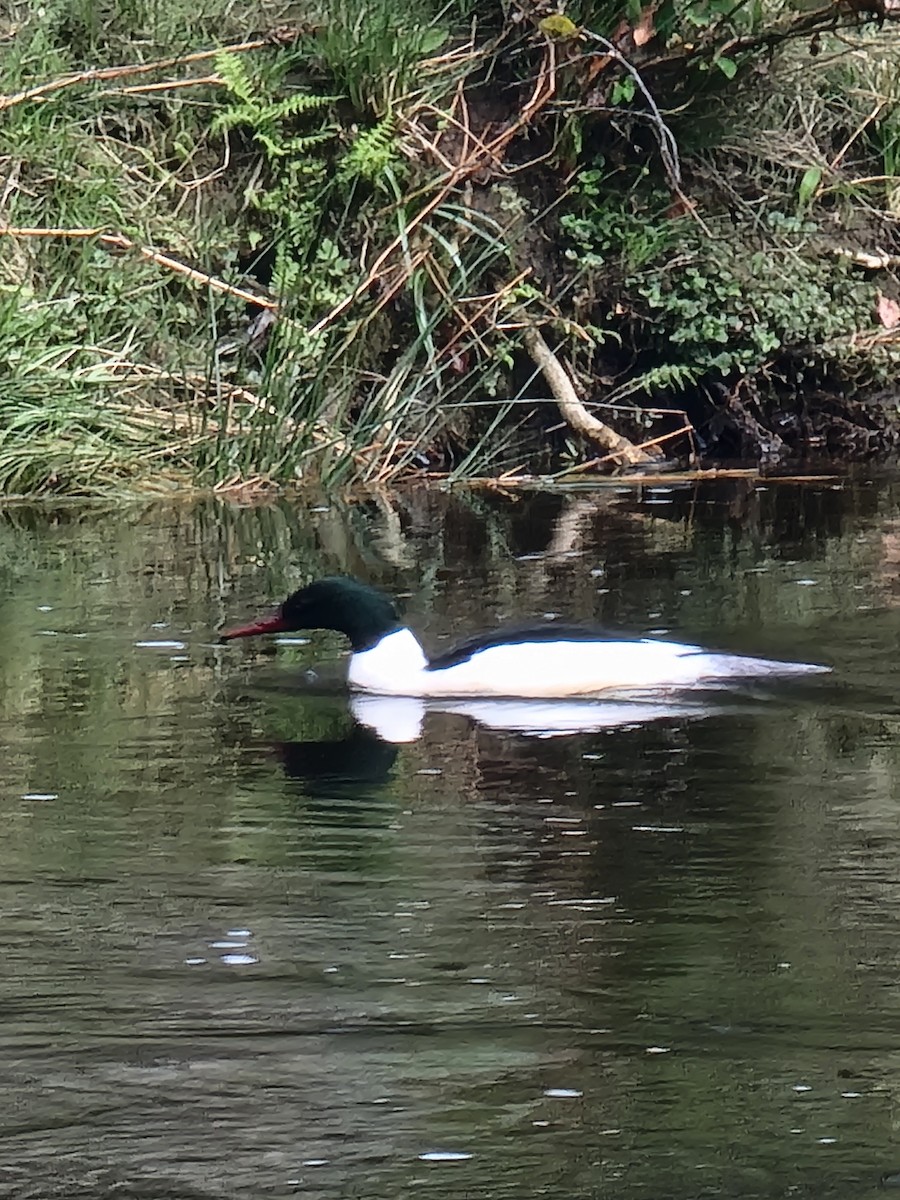 Common Merganser - ML645889972