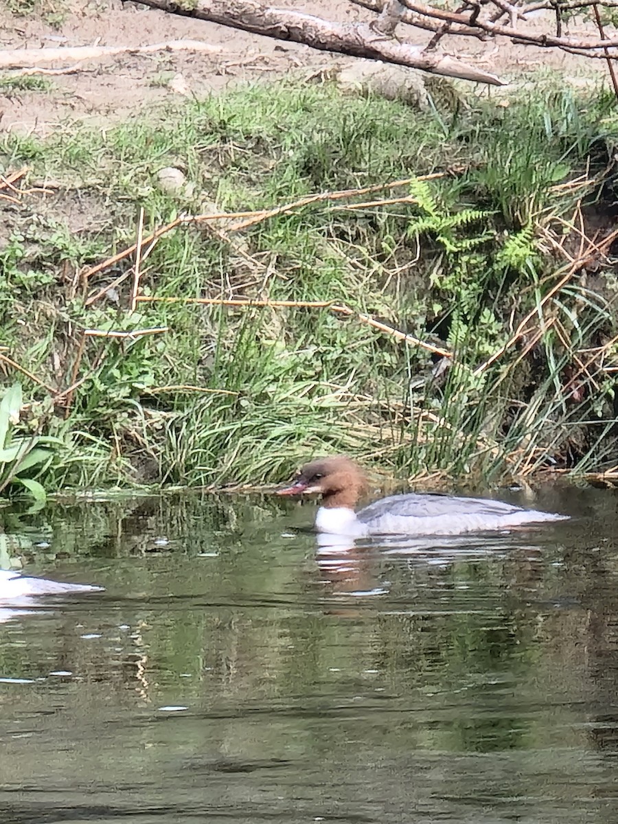 Common Merganser - ML645889974