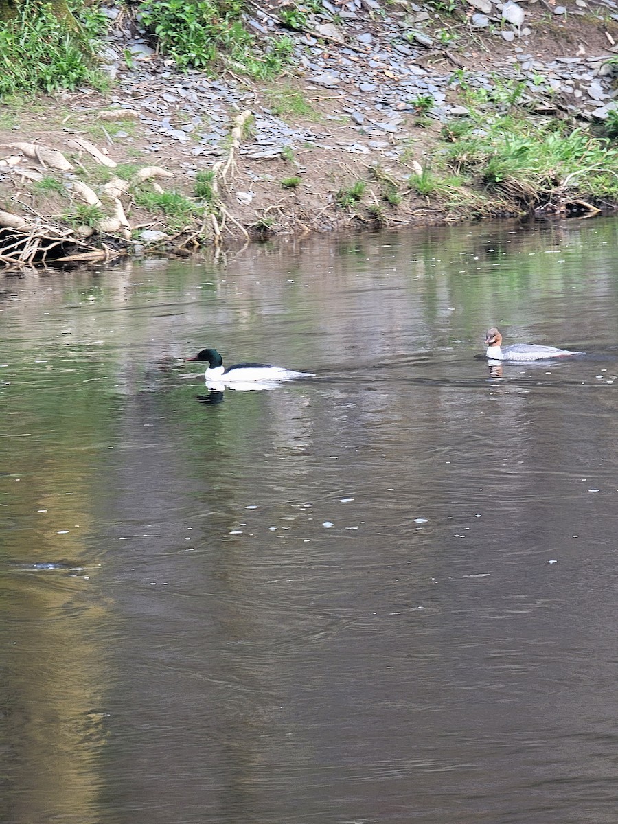 Common Merganser - ML645889975