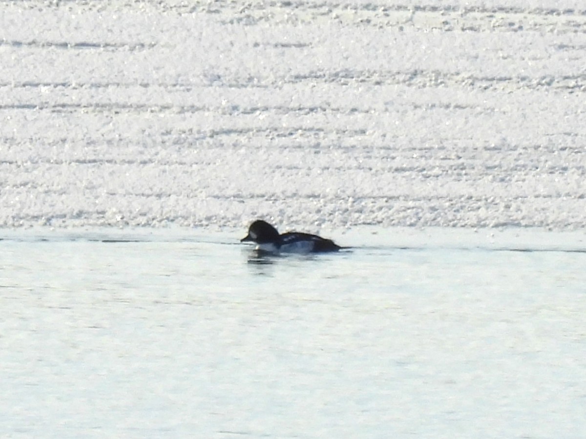 Barrow's Goldeneye - ML645889980