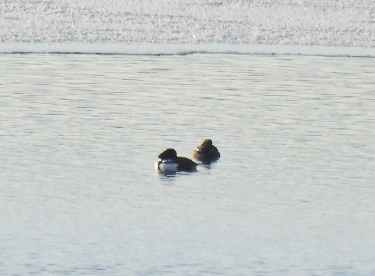 Barrow's Goldeneye - ML645889981