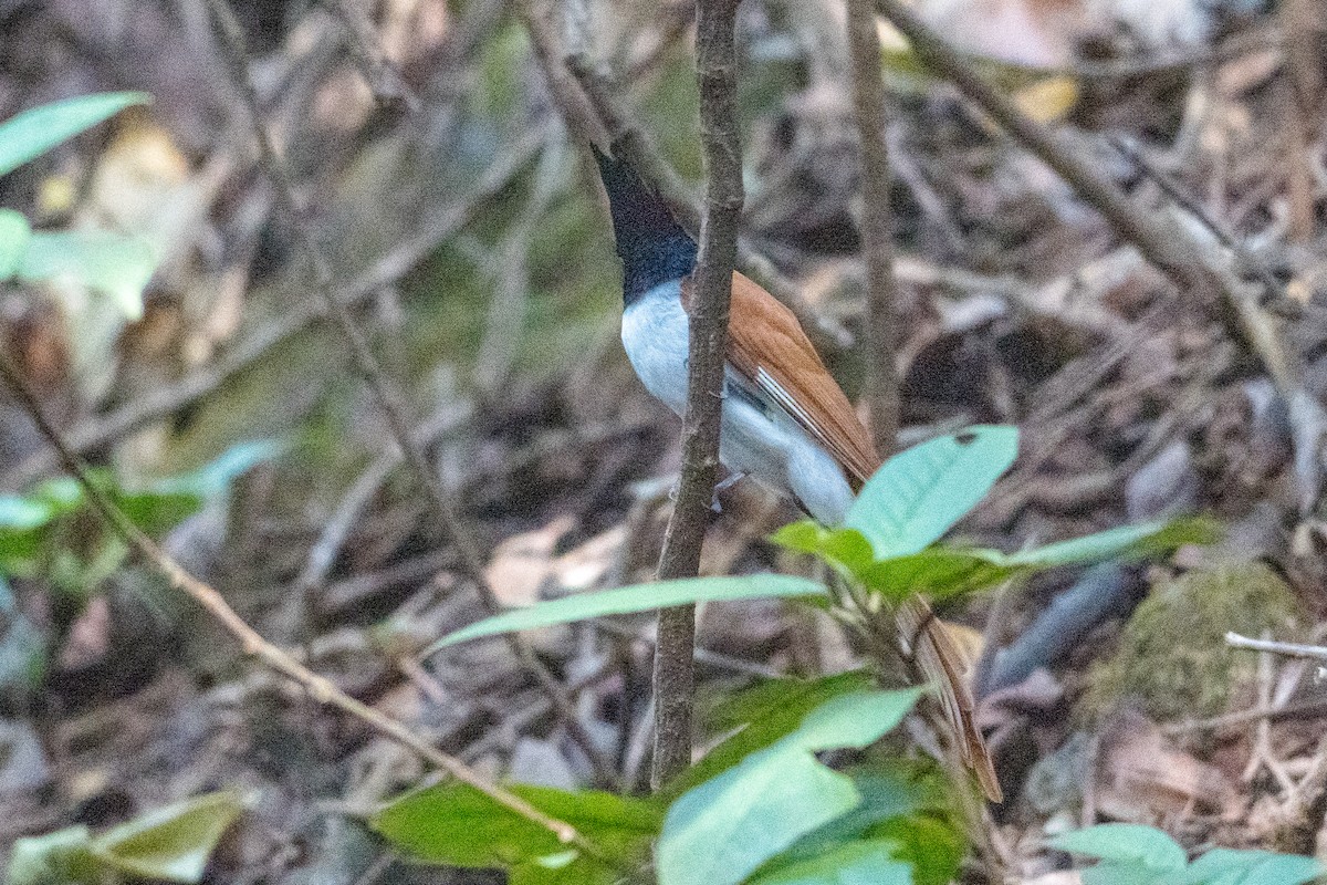 Indian Paradise-Flycatcher - ML645889982