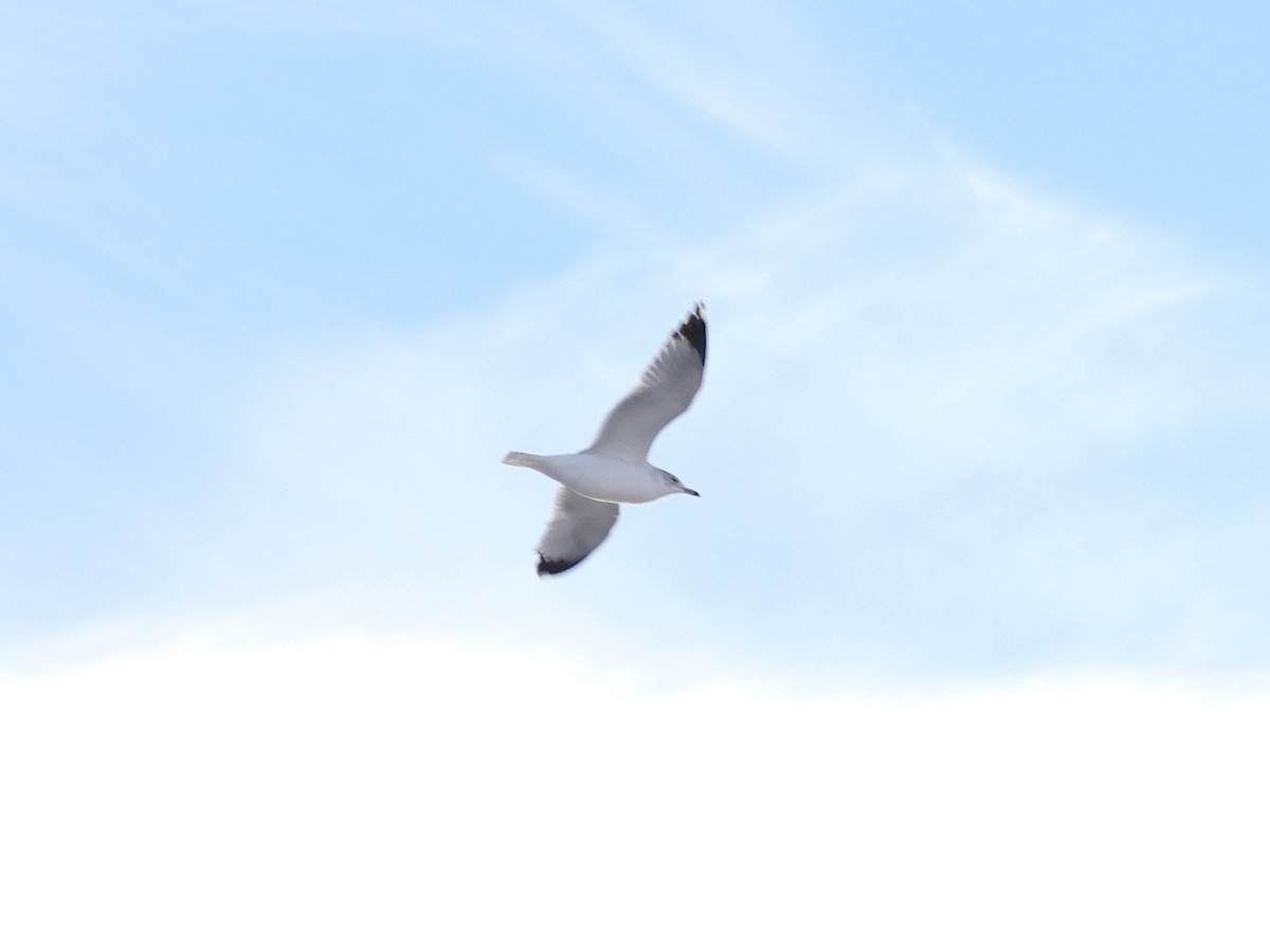 Ring-billed Gull - ML645889986
