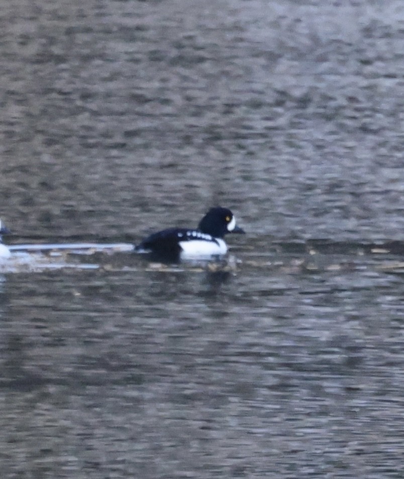 Barrow's Goldeneye - ML645889989