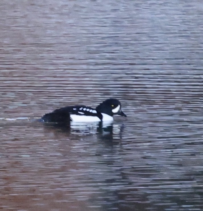 Barrow's Goldeneye - ML645889990