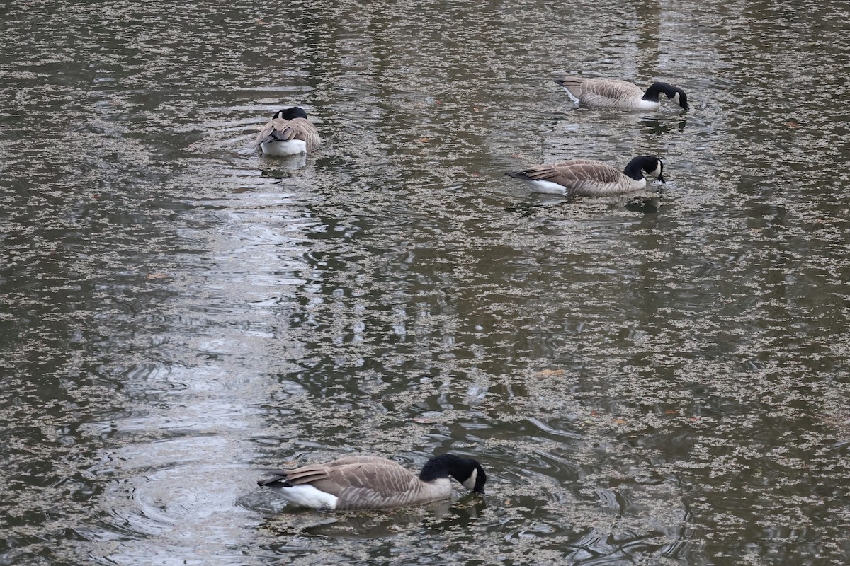 Bernache du Canada - ML645889999