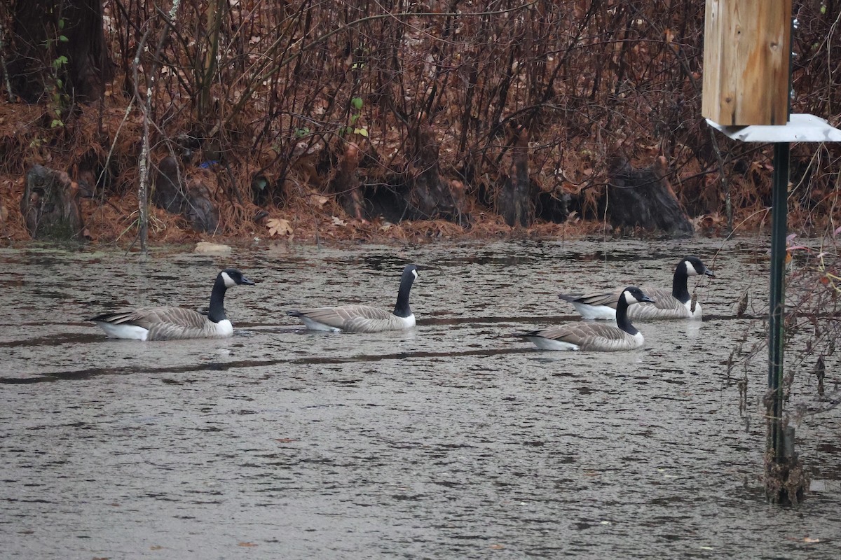 Bernache du Canada - ML645890000