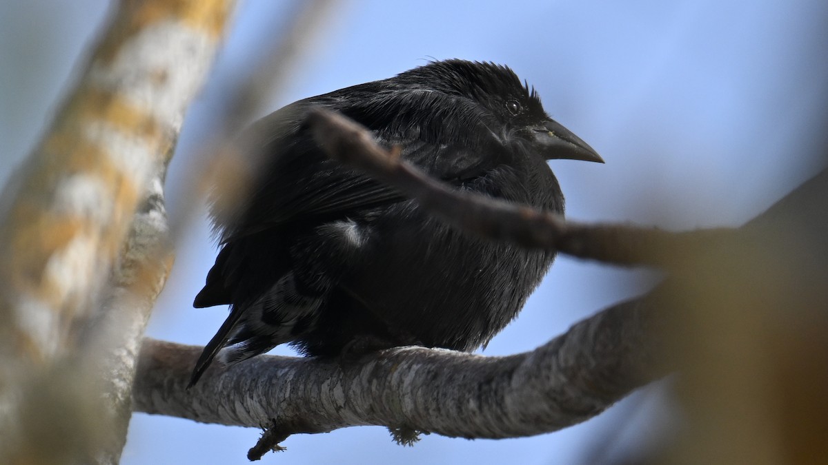 Géospize des cactus - ML645890004