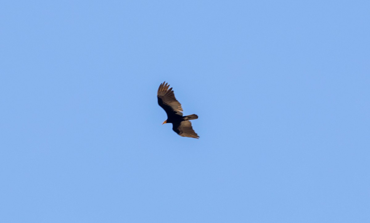 Greater Yellow-headed Vulture - ML645890014
