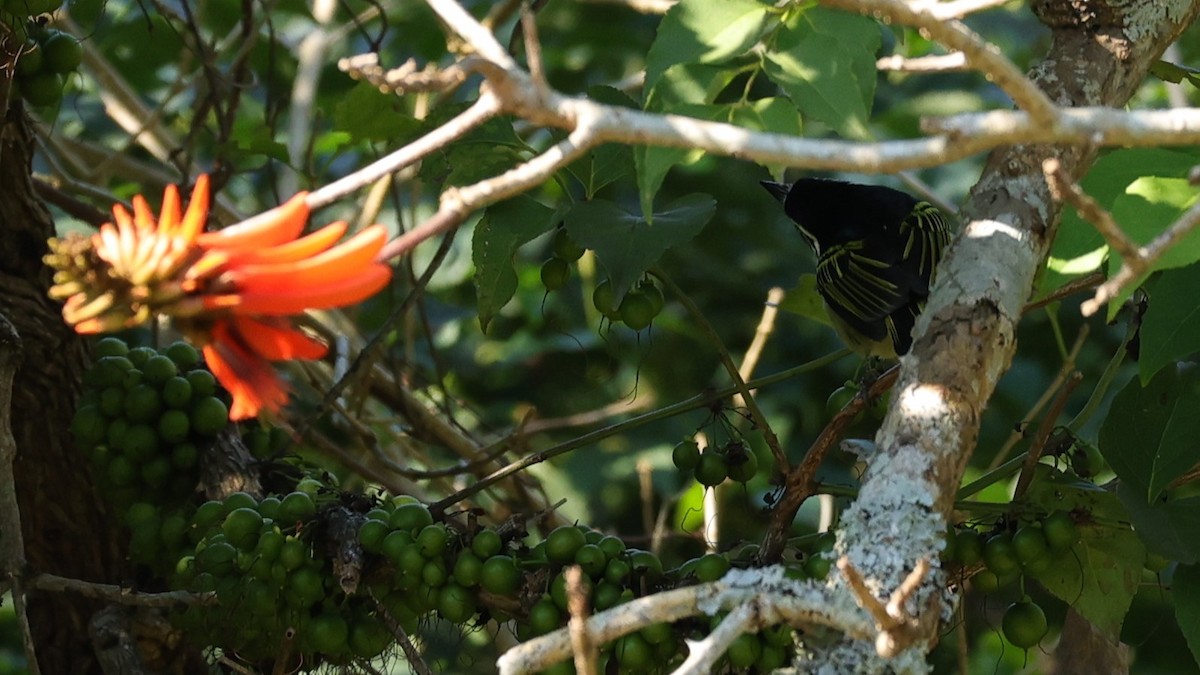 Barbudito Culigualdo - ML645890035