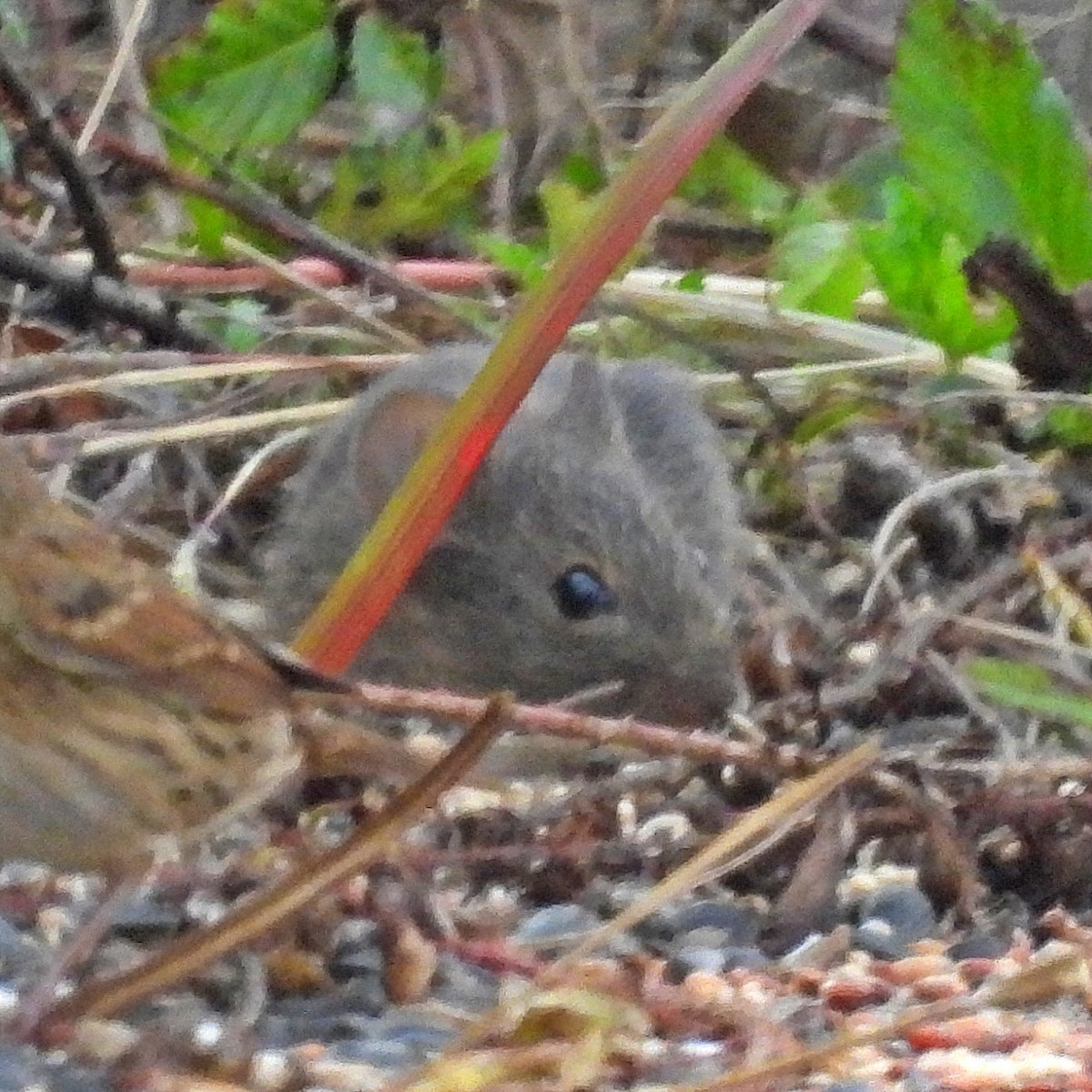 Hispid Cotton Rat - ML645890038