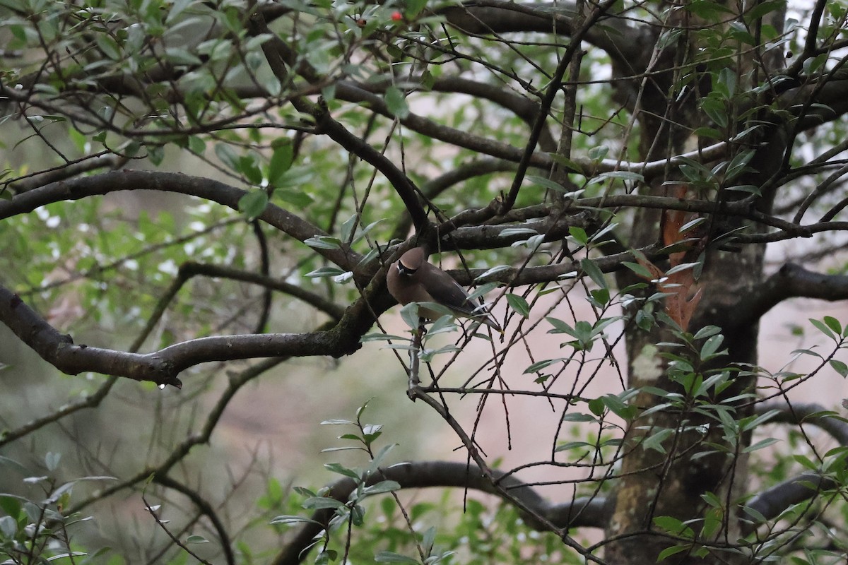 ヒメレンジャク - ML645890040