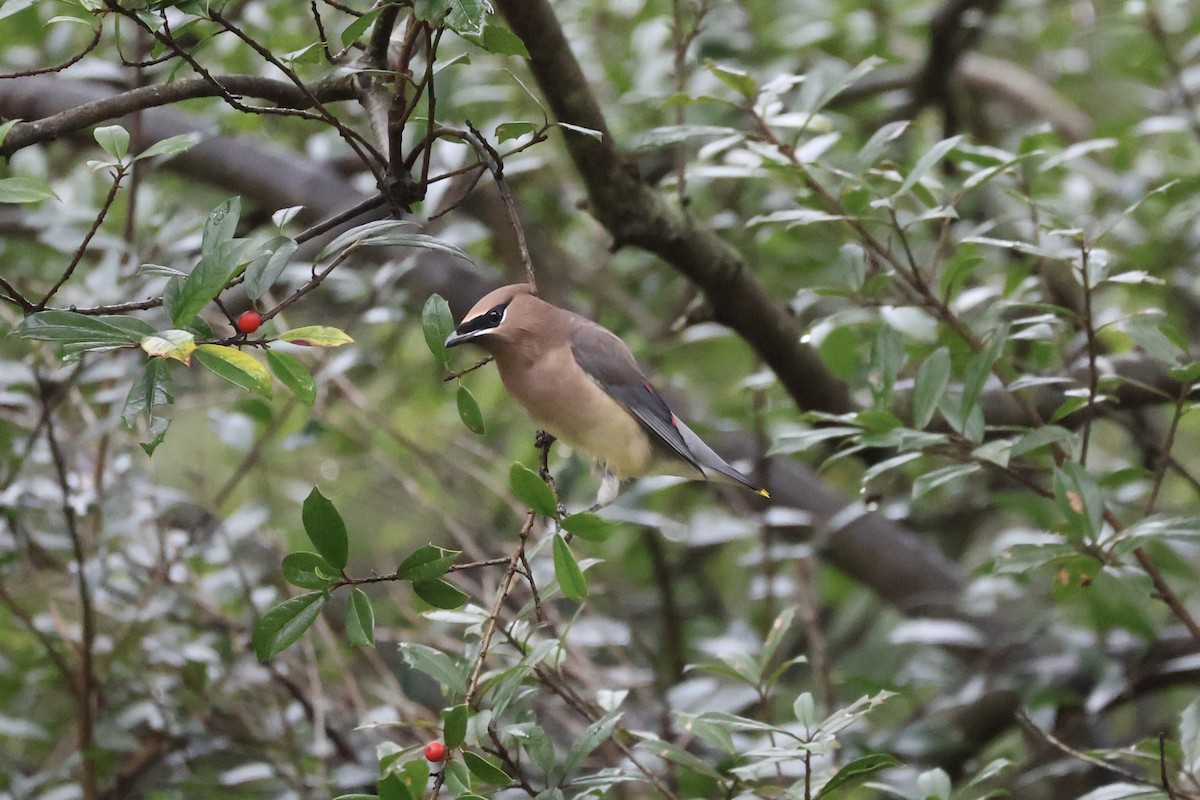 ヒメレンジャク - ML645890041