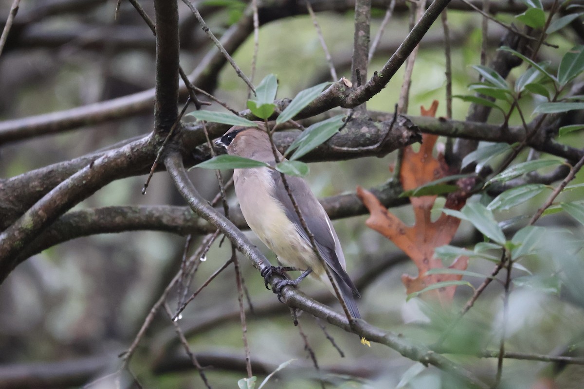 ヒメレンジャク - ML645890042