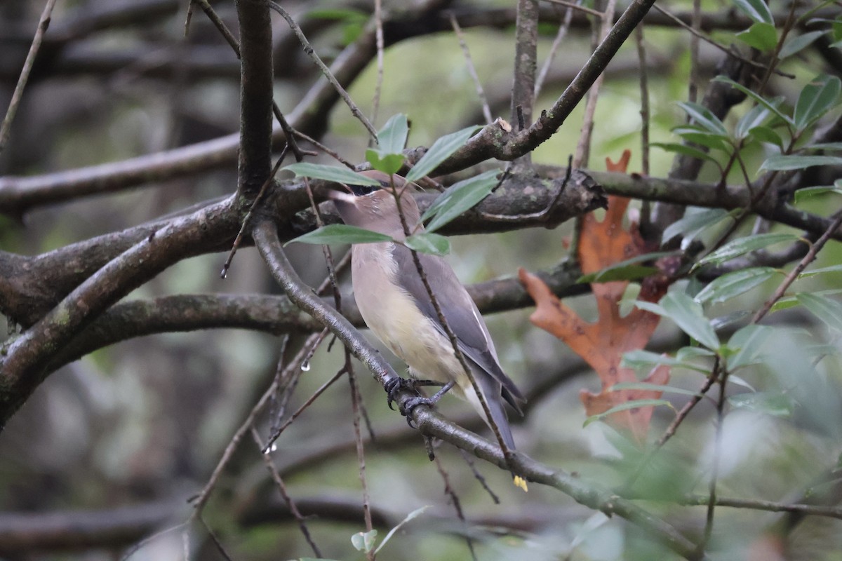 ヒメレンジャク - ML645890043