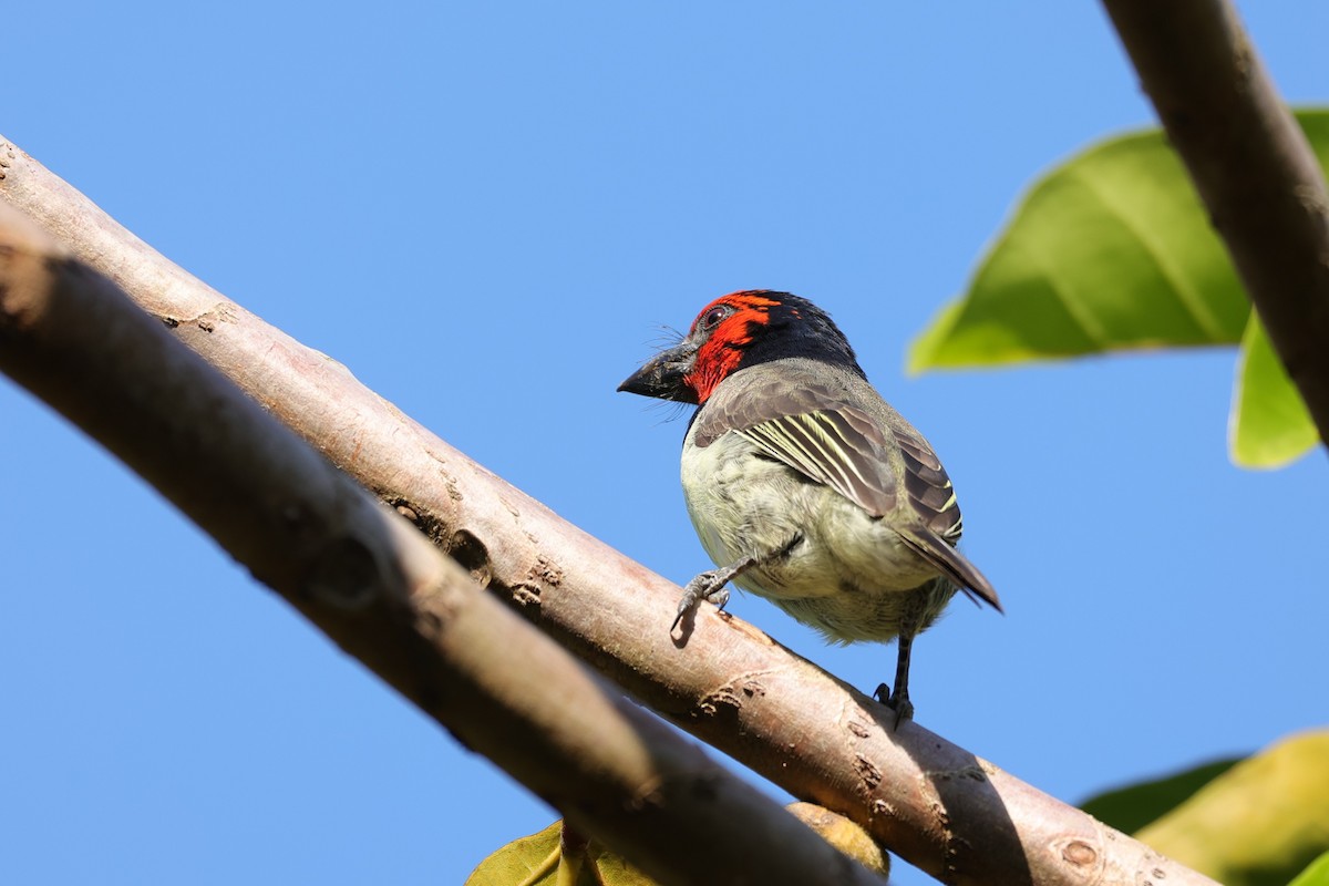 Лібія чорношия - ML645890044