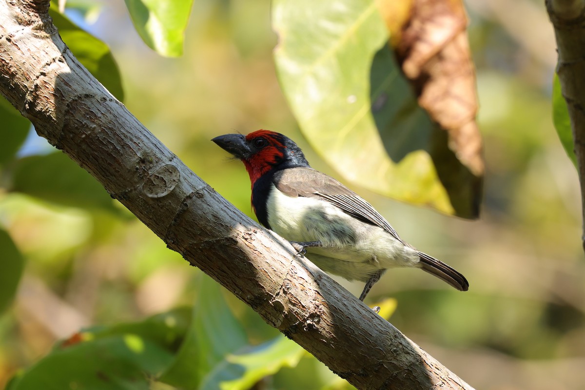 Лібія чорношия - ML645890045