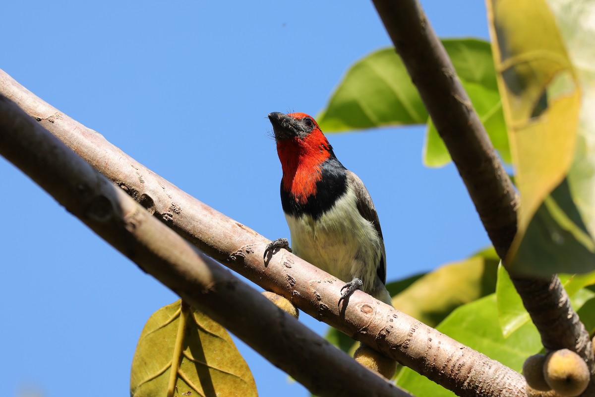 Лібія чорношия - ML645890046