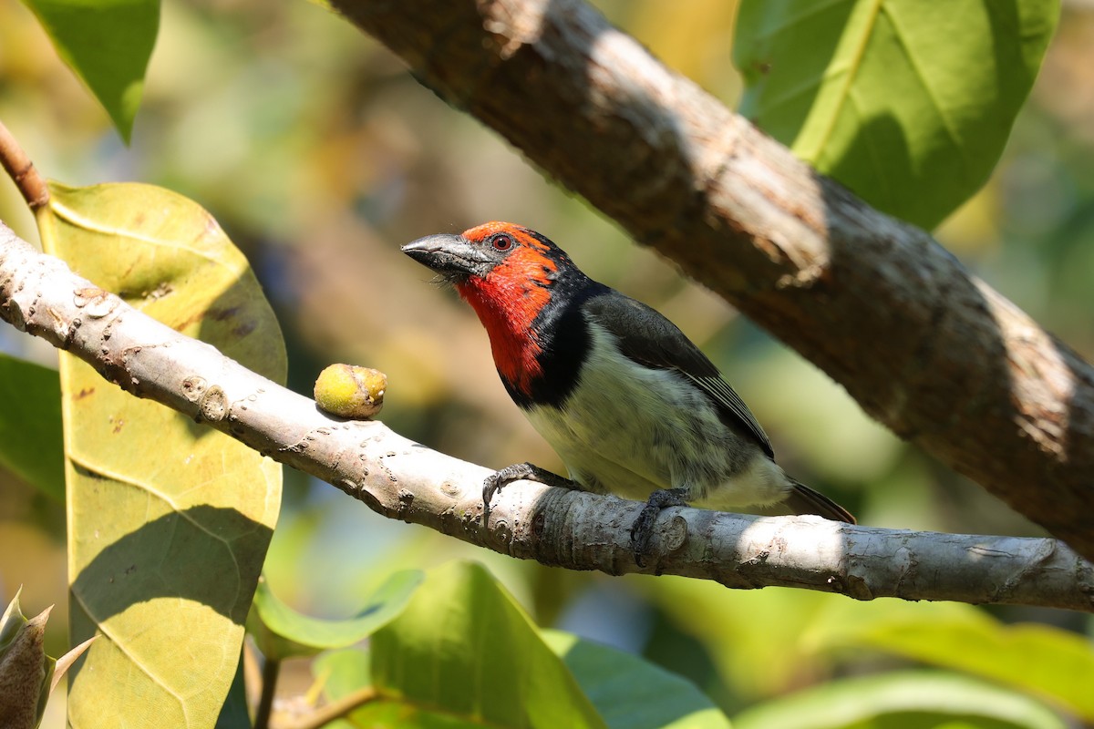 Лібія чорношия - ML645890047