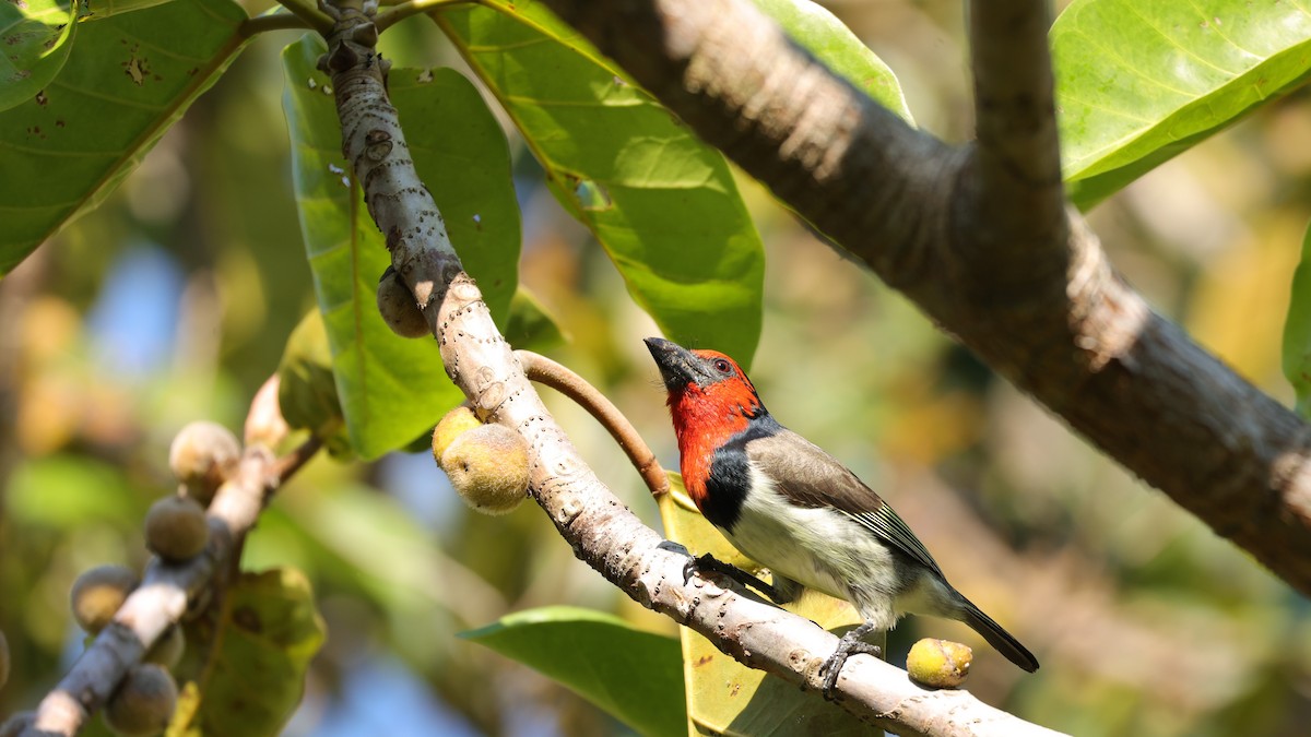 Лібія чорношия - ML645890048