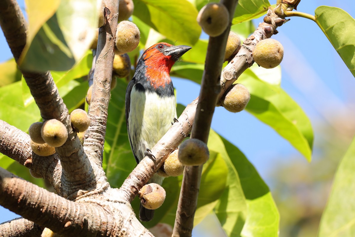 Лібія чорношия - ML645890049