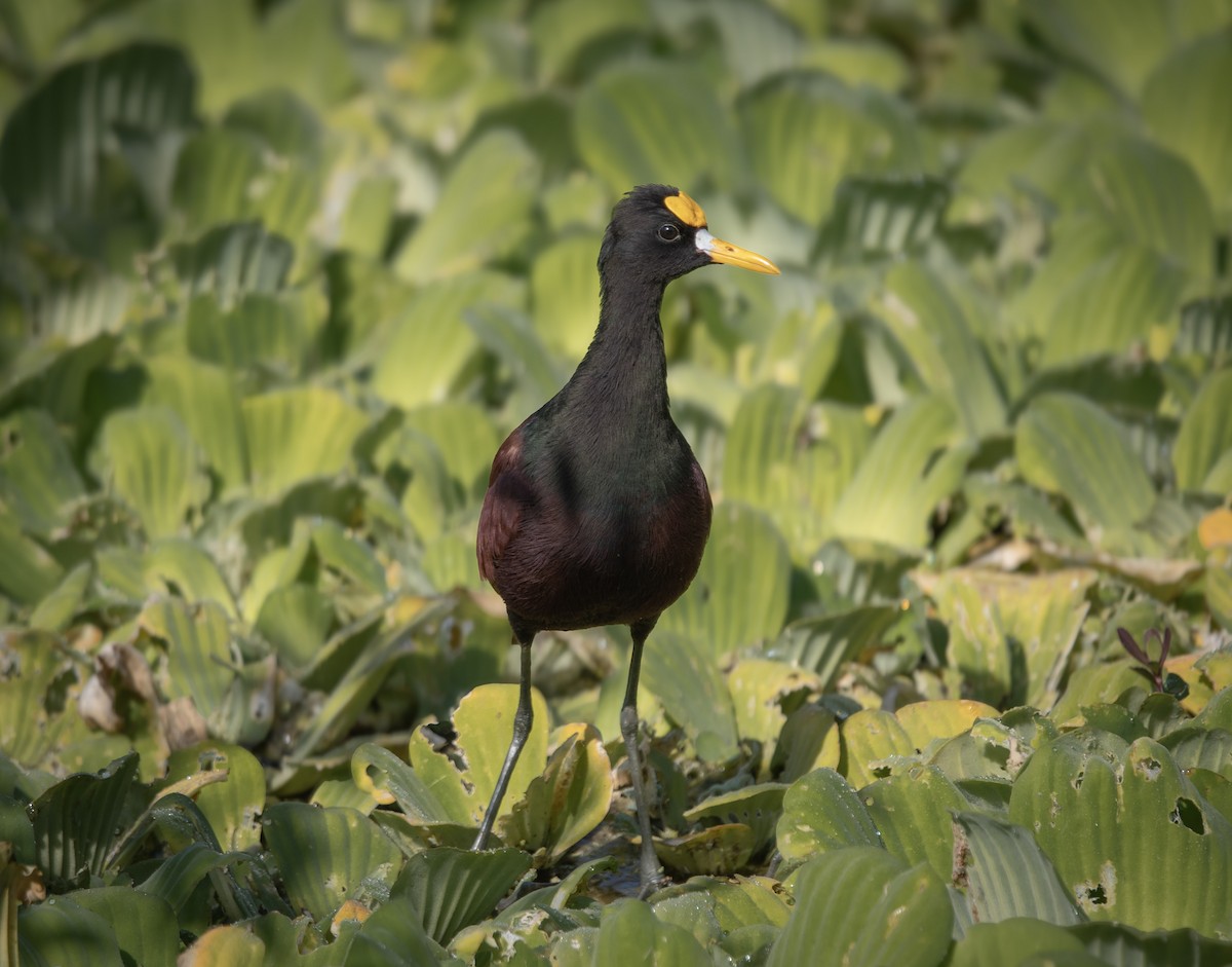 Northern Jacana - ML645890053